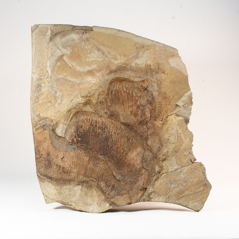 Enormous Ordovician Anomalocaridid Appendages &#8211; Aegirocassis, The Natural Canvas