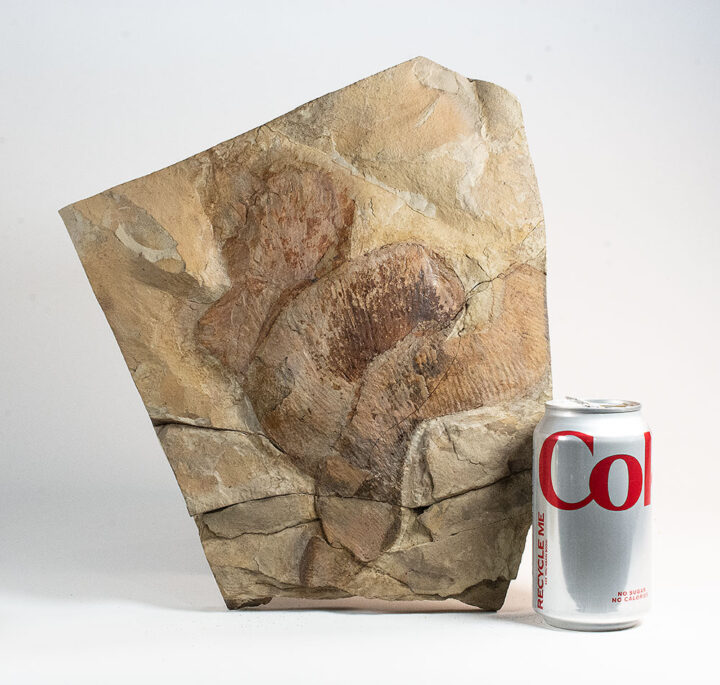 Enormous Ordovician Anomalocaridid Appendages - Aegirocassis