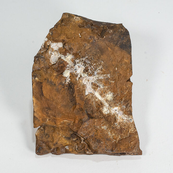 Paleocene Seed - Palaeocarpinus dakotensis