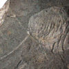Burgess Shale - Huge Waptia fieldensis - Image 2