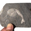 Burgess Shale - Huge Waptia fieldensis - Image 3