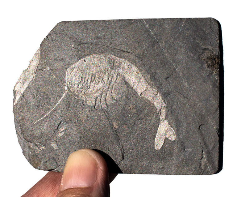 Burgess Shale - Huge Waptia fieldensis