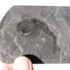 Burgess Shale - Huge Waptia fieldensis - Image 4