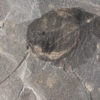 Burgess Shale - Huge Waptia fieldensis - Image 5