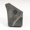 Burgess Shale - Burgessia bella - Image 4