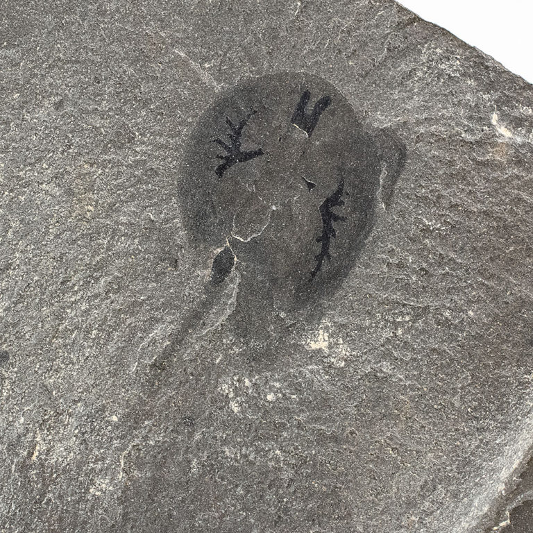 Burgess Shale &#8211; Burgessia bella, The Natural Canvas