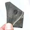 Burgess Shale - Burgessia bella - Image 2