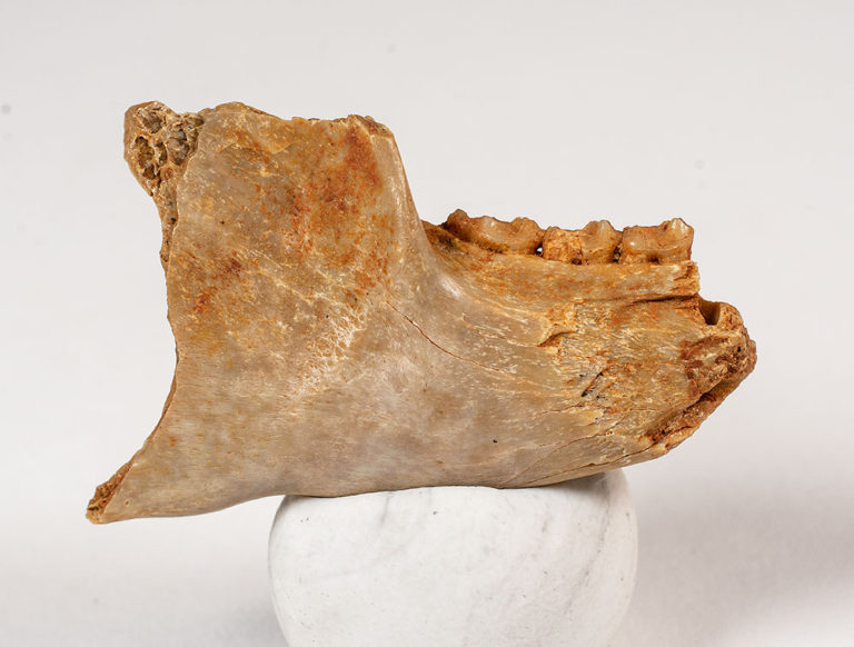 French Eocene Primate Jaw &#8211; Leptadapis, The Natural Canvas