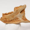 French Eocene Primate Jaw &#8211; Leptadapis, The Natural Canvas