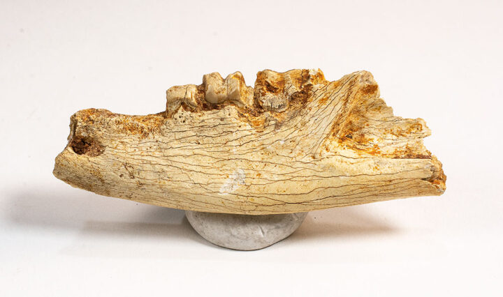 French Eocene Carnivore - Hyaenodon