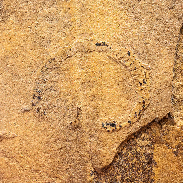 Pennsylvanian Millipede from New Mexico, The Natural Canvas