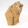 Carboniferous vertebrate eggs - Image 3