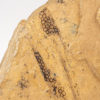 Carboniferous vertebrate eggs - Image 2
