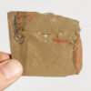 Ordovician Softbodied Arthropod - Alalcomenaeus - Image 2