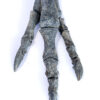 Theropod Leg - "Black Beauty" - Image 6