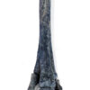 Theropod Leg - "Black Beauty" - Image 4
