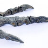 Theropod Leg - "Black Beauty" - Image 2