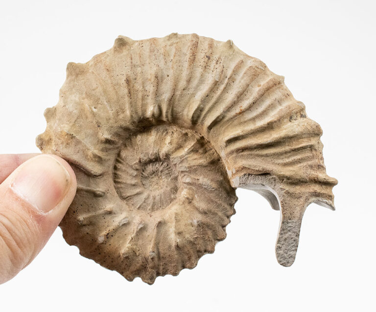 Ammonite with lappets - Neocosmoceras