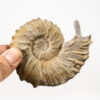 Ammonite with lappets - Neocosmoceras - Image 2