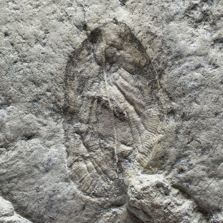 Precambrian Dickinsonia with internal anatomy preserved, The Natural Canvas