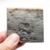 Precambrian Problematica - Tribrachidium - Image 2