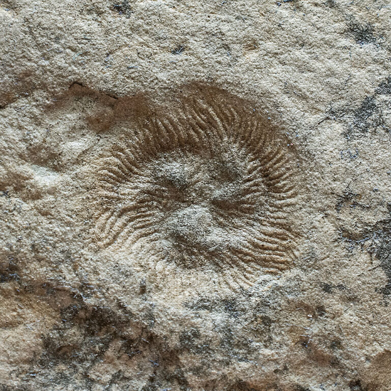 Precambrian Problematica &#8211; Tribrachidium, The Natural Canvas