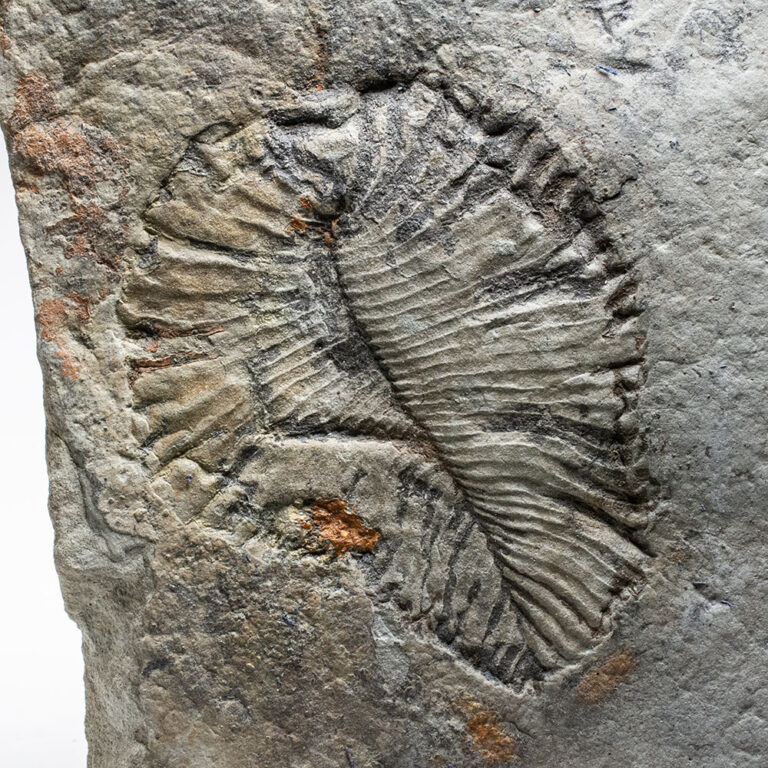 Huge Precambrian Dickinsoniid &#8211; Yorgia, The Natural Canvas