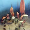 Rare Precambrian Association &#8211; Yorgia and Tribrachidium, The Natural Canvas