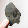 Burgess Shale - Naraoia compacta - Image 2
