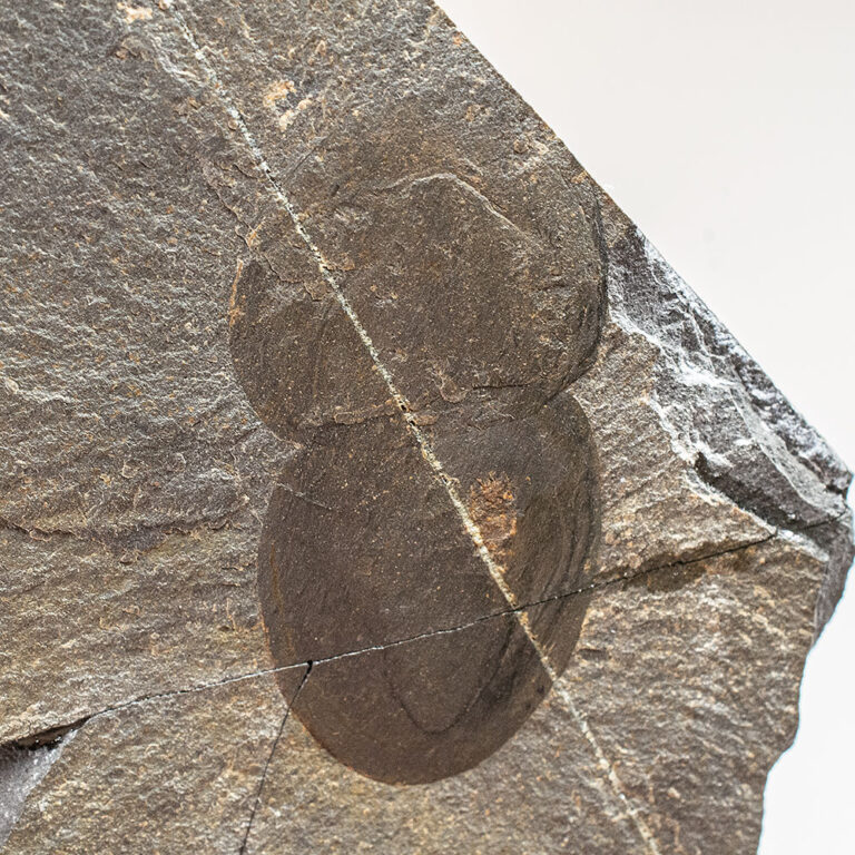 Burgess Shale &#8211; Naraoia compacta, The Natural Canvas