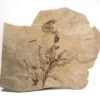 Flowers attached to the original plant - Image 3