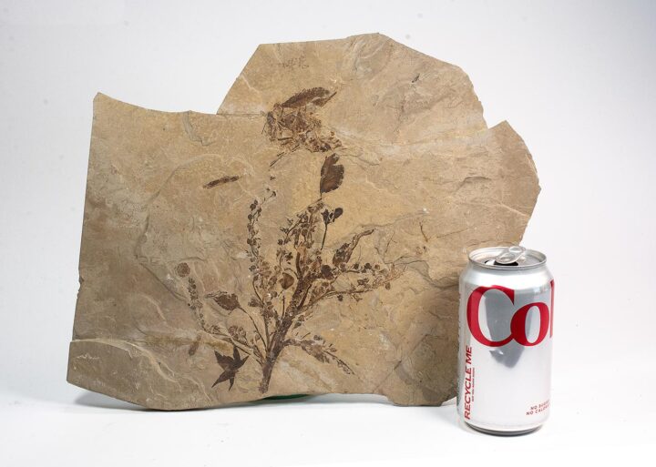Flowers attached to the original plant