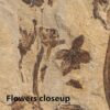 Flowers attached to the original plant - Image 2