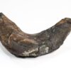 Giant Placoderm - Dunkleosteus terrelli - Image 2