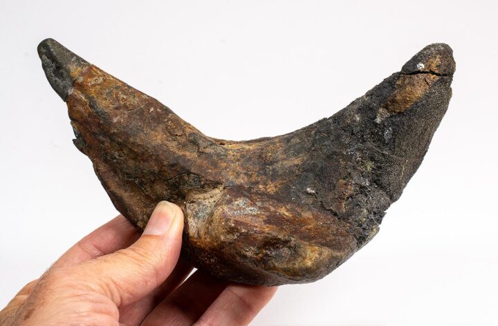 Giant Placoderm - Dunkleosteus terrelli