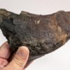 Giant Placoderm - Dunkleosteus terrelli - Image 3