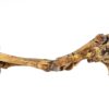Velociraptor hand - Image 8