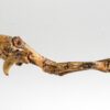 Velociraptor hand - Image 6