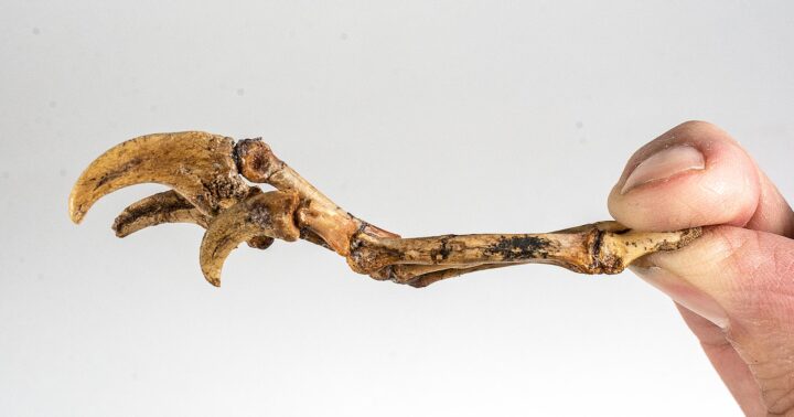 Velociraptor hand