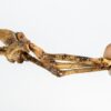 Velociraptor hand - Image 5