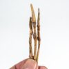 Velociraptor hand - Image 4
