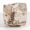 Cretaceous Gymnosperm Seed Pods - Image 2