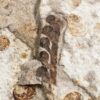 Cretaceous Gymnosperm Seed Pods, The Natural Canvas