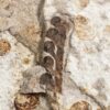 Cretaceous Gymnosperm Seed Pods - Image 3