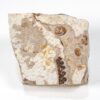 Cretaceous Gymnosperm Seed Pods - Image 4