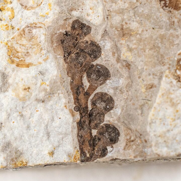 Cretaceous Gymnosperm Seed Pods