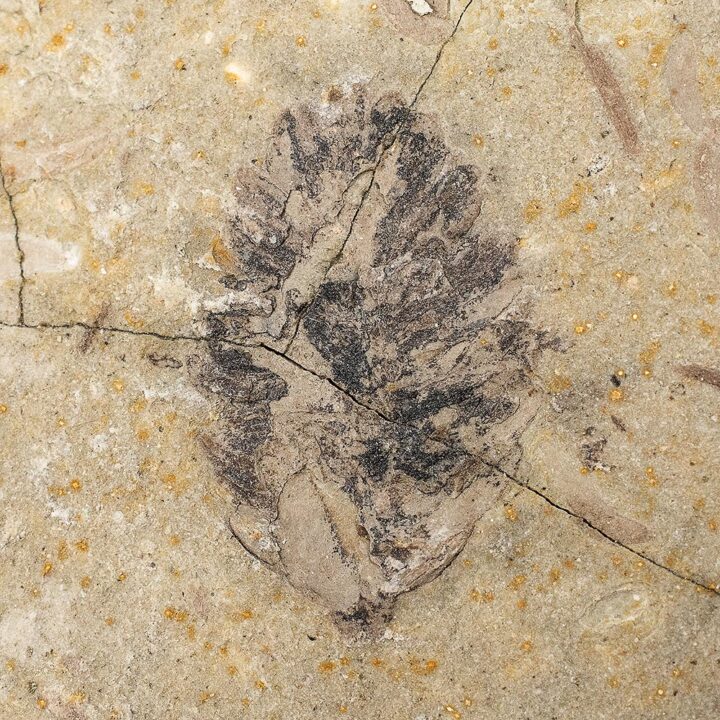 Cretaceous Gymnosperm Cone, The Natural Canvas