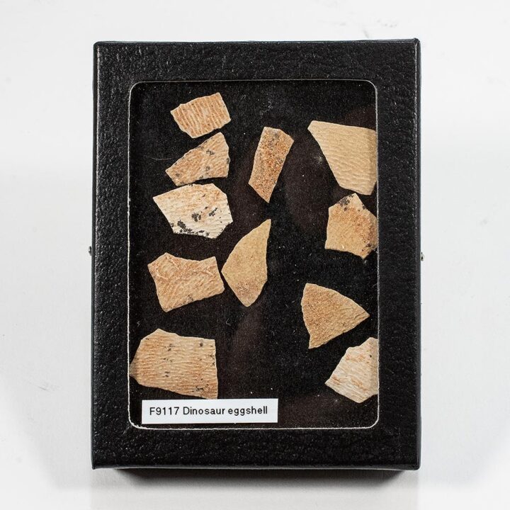 Protoceratops eggshell