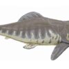 Giant Placoderm - Dunkleosteus terrelli - Image 4