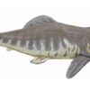 Giant Placoderm &#8211; Dunkleosteus terrelli, The Natural Canvas